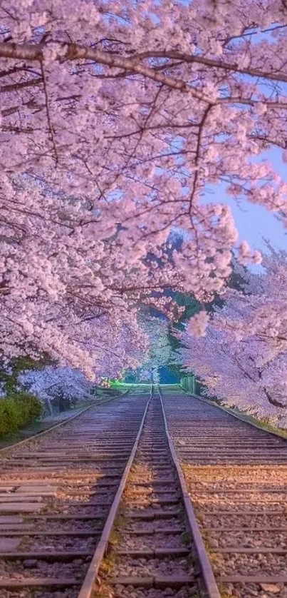 Railway path surrounded by cherry blossoms in full bloom.