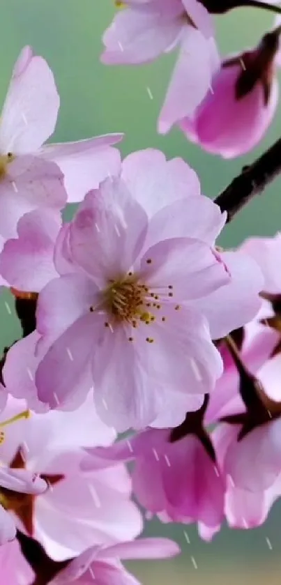 Cherry blossoms in rain, pink floral wallpaper.