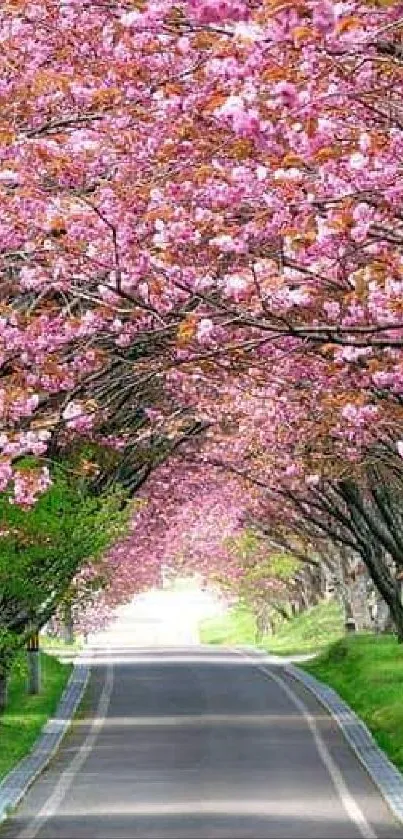 Road lined with cherry blossom trees in spring.