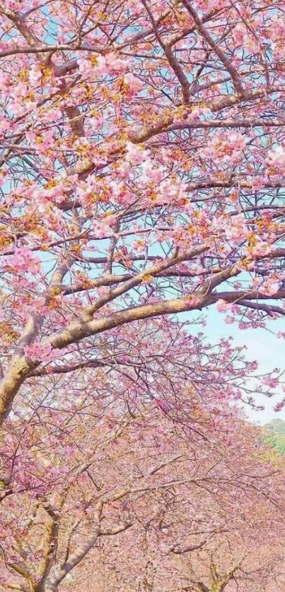 Cherry blossom trees lining a road under a bright blue sky.