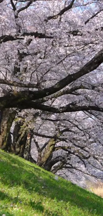 Cherry blossom trees on a green slope, perfect for a serene mobile wallpaper.