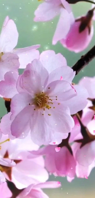 Cherry blossoms in full bloom mobile wallpaper.