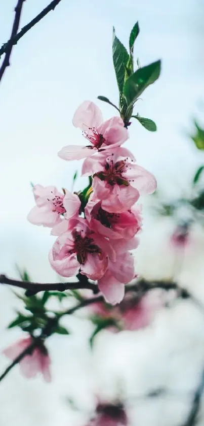 Delicate cherry blossoms with green leaves on branches.