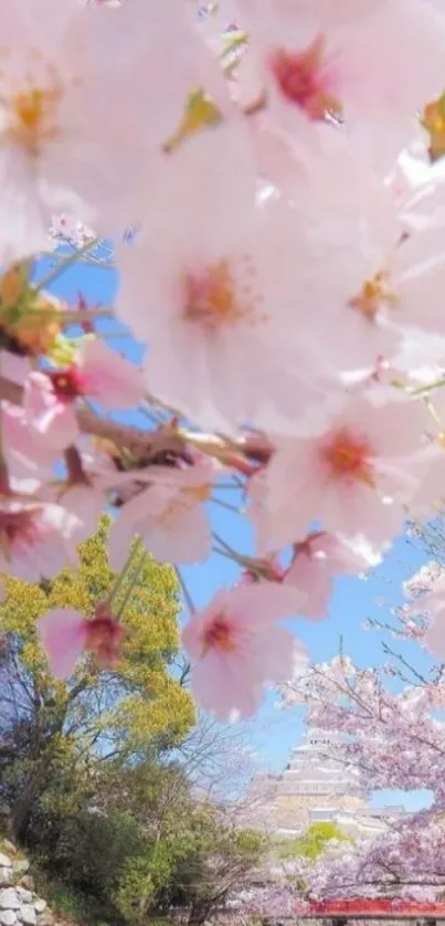 Cherry blossoms in full bloom under a clear blue sky with serene scenery.