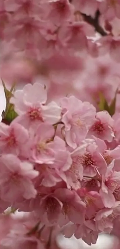 Delicate cherry blossoms in soft pink hues, perfect for mobile wallpaper.