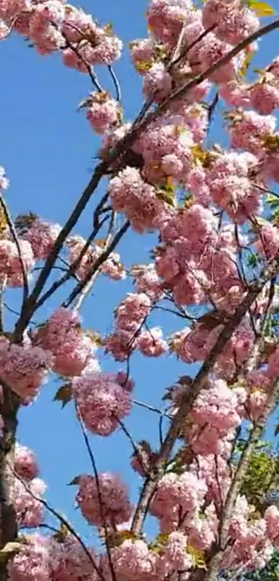 Cherry blossoms with blue sky background.