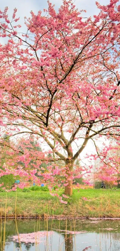 Cherry blossom tree with pink flowers by a serene pond.