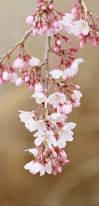 Cherry blossoms on a branch with a soft background.