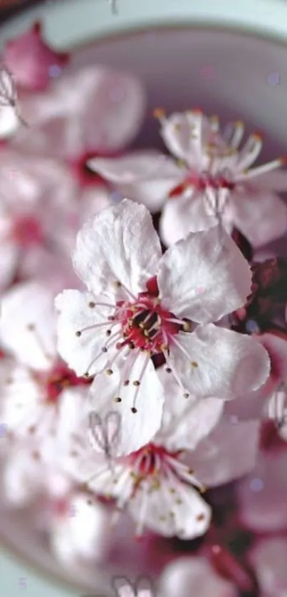 Close-up of soft pink cherry blossoms in delicate bloom.