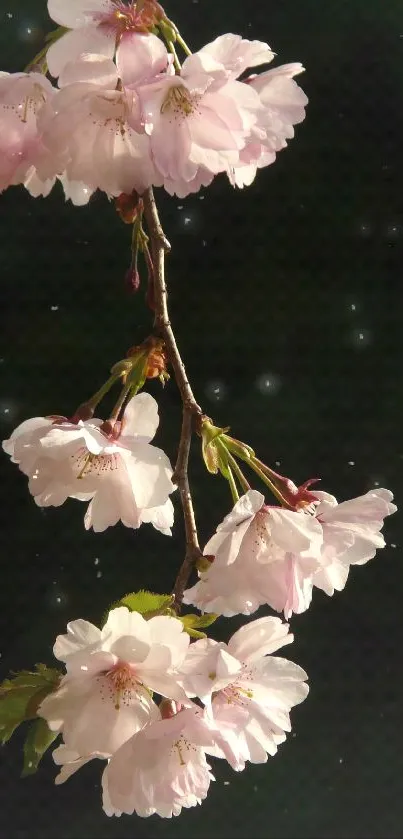 Elegant cherry blossom branch with pink flowers against a dark green backdrop.