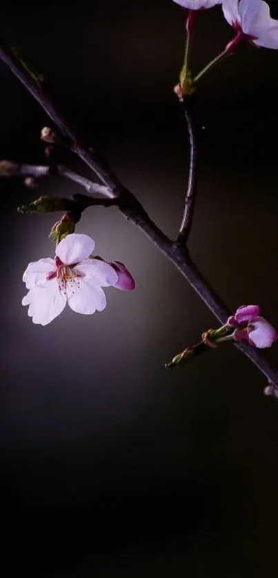 Cherry blossom branch on a dark background.