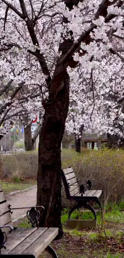 Cherry blossom tree with park benches under a vibrant canopy.