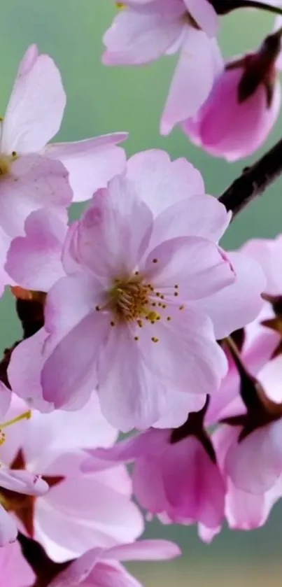 Cherry blossom branches with pink flowers in full bloom against a serene background.