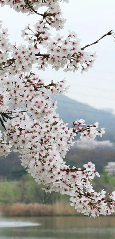 Cherry blossom branches over a peaceful lake backdrop.