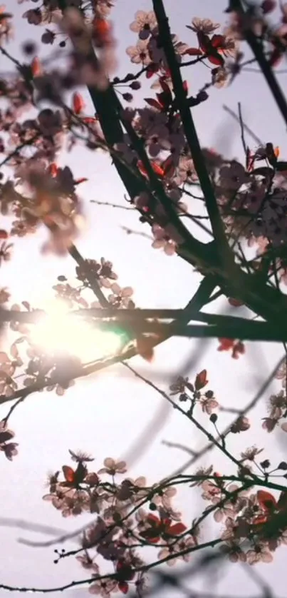 Delicate cherry blossoms in sunlight with a soft pink sky background.