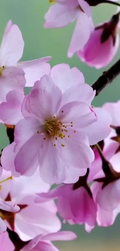 Pink cherry blossoms on green background.