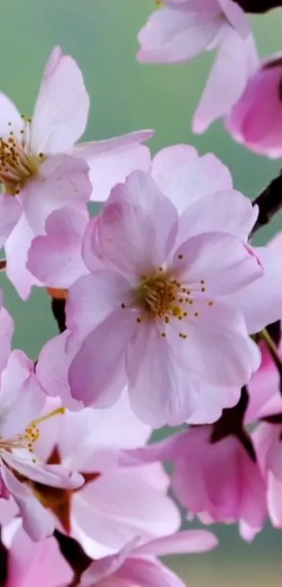 Cherry blossoms in full bloom on a mobile wallpaper.