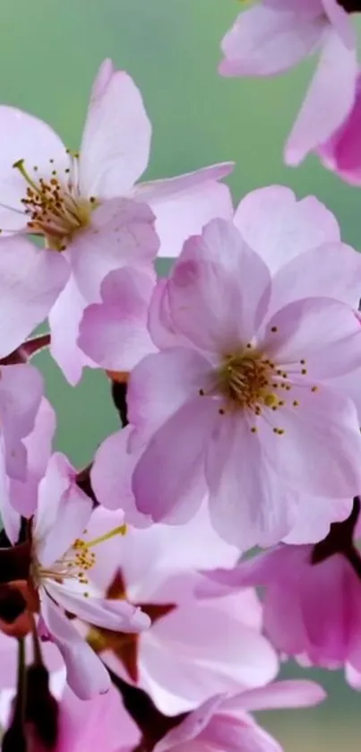 Delicate cherry blossoms against a soft green backdrop, creating a serene pink theme.