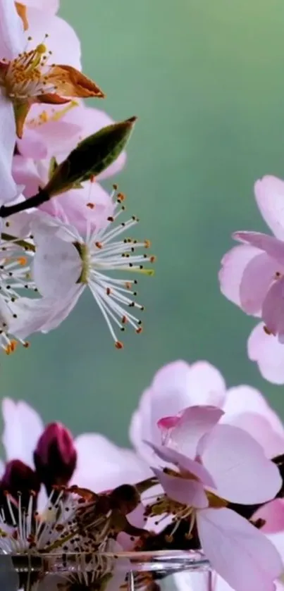 Cherry blossoms with pink petals and green background in a serene setting.