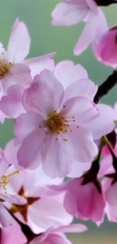 Serene cherry blossom wallpaper with pink blooms on branches.