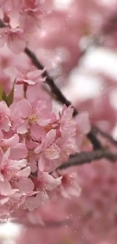 Cherry blossoms in full bloom, soft pink petals glowing.