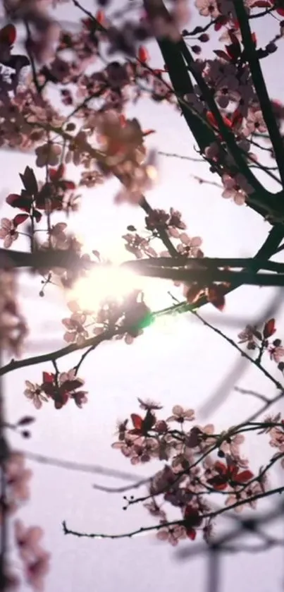 Cherry blossom branches with sunlight peeking through, creating a serene scene.