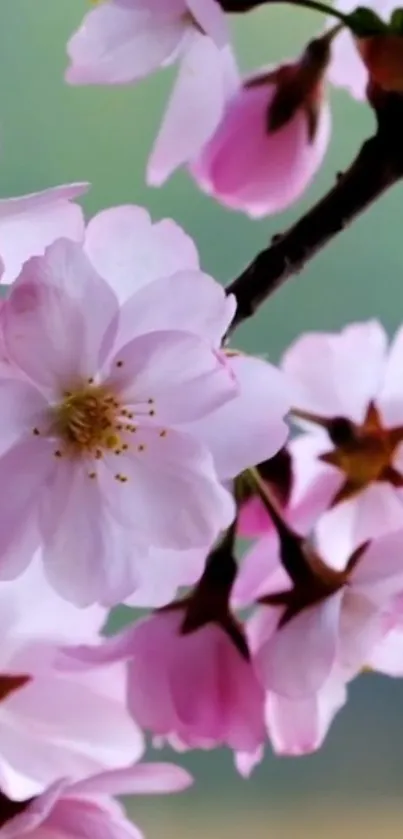 Delicate pink cherry blossoms blooming on a branch, perfect for serene mobile wallpaper.