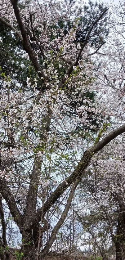 Cherry blossom trees with pink flowers in springtime.