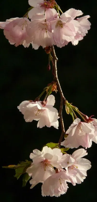 Serene cherry blossom branch against dark background, perfect for mobile wallpaper.