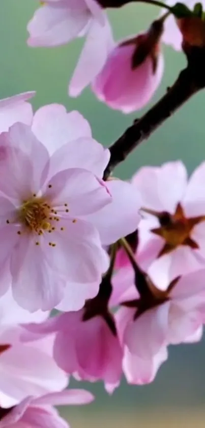 Delicate cherry blossom flowers on a branch against a blurred background.