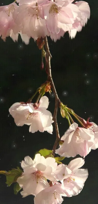 Cherry blossom branch with pink flowers on a dark background.