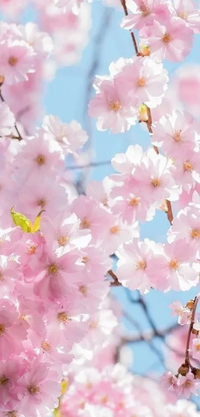 Blooming cherry blossoms against a blue sky in a mobile wallpaper.