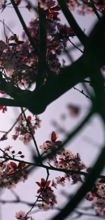 Cherry blossom branches against a soft sky.