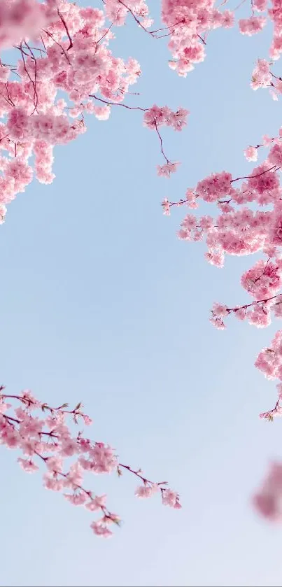 Cherry blossoms against a blue sky, creating a serene and elegant mobile wallpaper.