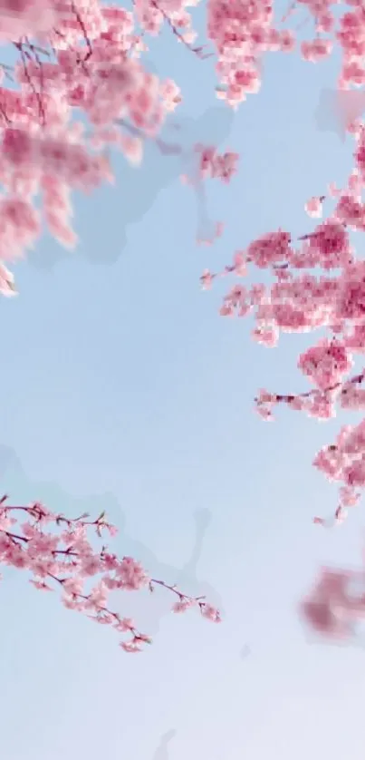 Cherry blossom branches against blue sky background.