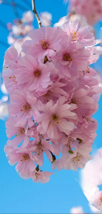 Pink cherry blossoms against a bright blue sky.