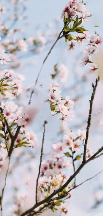 Cherry blossoms against a clear blue sky, creating a peaceful and serene mobile wallpaper.