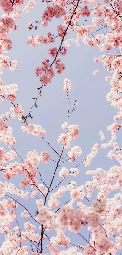 Cherry blossoms with pink flowers against a clear blue sky.