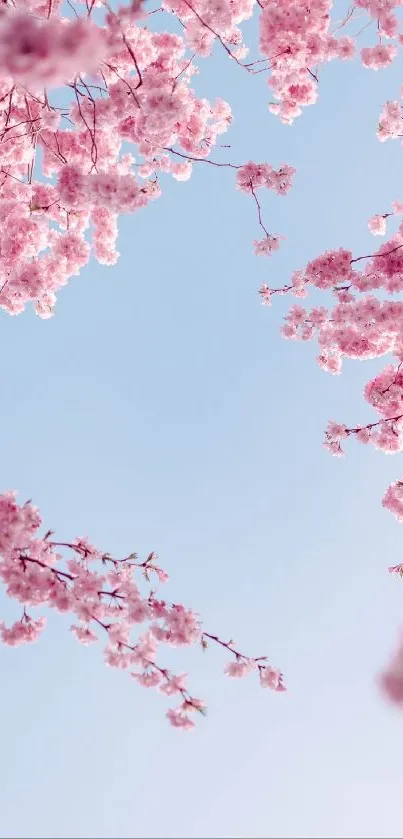 Cherry blossoms against a blue sky background.