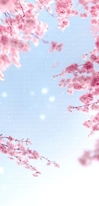 Cherry blossoms against a blue sky, perfect for a serene mobile wallpaper.