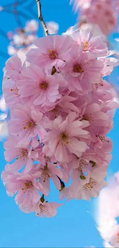 Cherry blossoms against a bright blue sky, showcasing delicate pink petals.