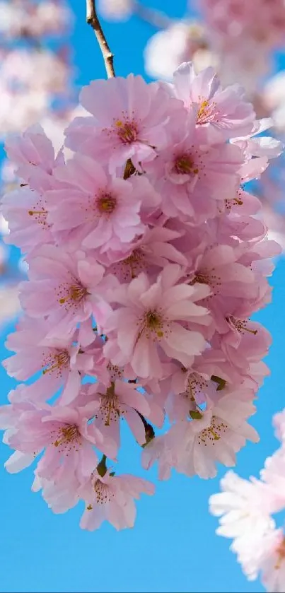 Cherry blossoms against a bright blue sky, capturing the beauty of spring.