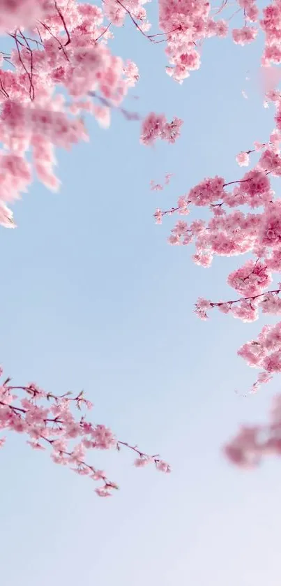 Cherry blossoms under a clear blue sky create a serene, natural mobile wallpaper.