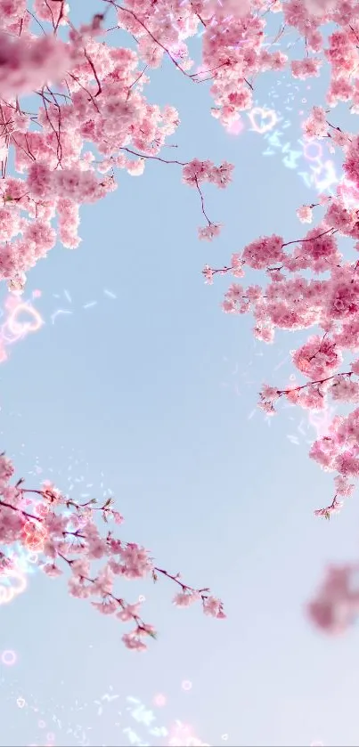 Pink cherry blossoms with blue sky background.