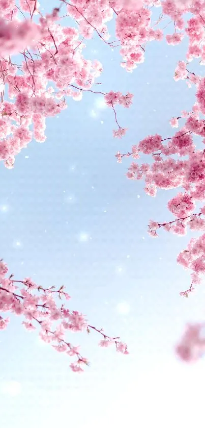 Cherry blossoms set against a blue sky, perfect for mobile wallpaper.