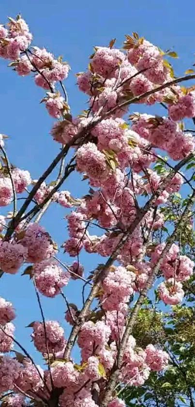 Cherry blossoms in bloom against a clear blue sky background.