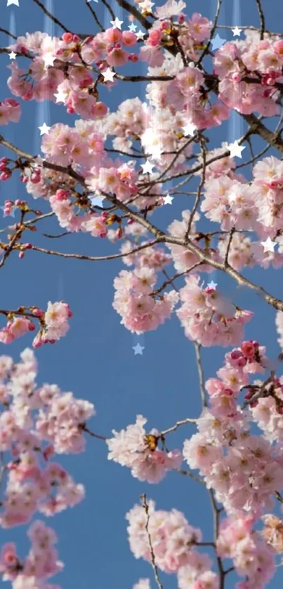 Cherry blossoms with a clear blue sky background.