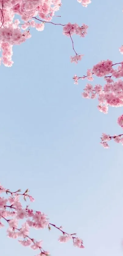 Mobile wallpaper of cherry blossoms against a blue sky.