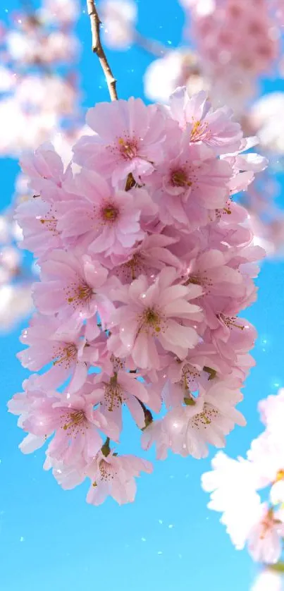 Pink cherry blossoms against a bright blue sky