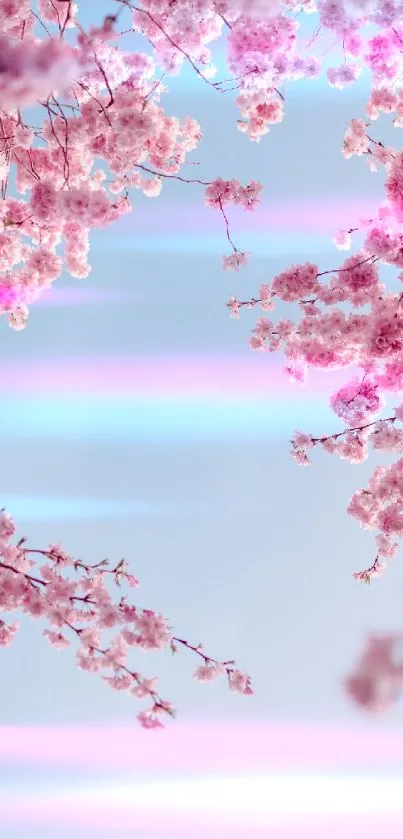 Cherry blossoms against a blue sky, creating a tranquil mobile wallpaper background.